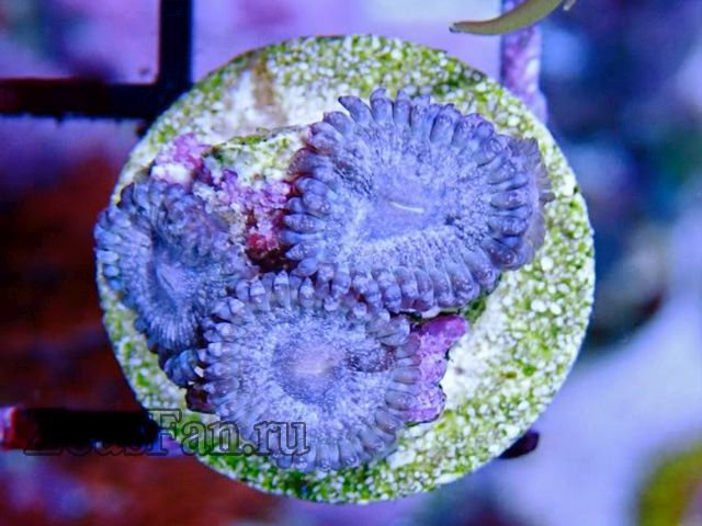 Purple Serene Novas